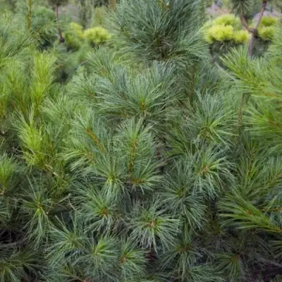 Сосна АРМАНДИ в Могилёве