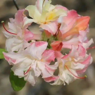 Азалия КЭННОНС ДАБЛ листопадная в Могилёве