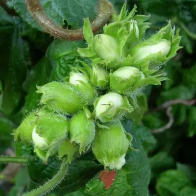 Фундук ВЕББА ЦЕННЫЙ в Могилёве