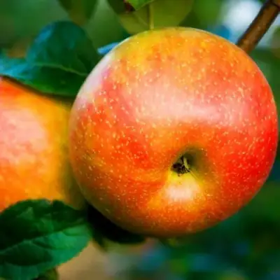 Яблоня АБРИКОСОВАЯ в Могилёве