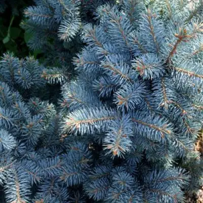 Ель МАДЖЕСТИК БЛЮ колючая в Могилёве