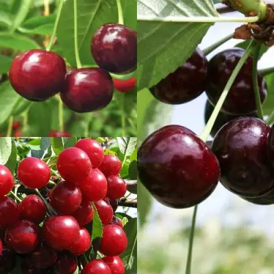 Комплект ВИШНЕВЫЙ САД в Могилёве