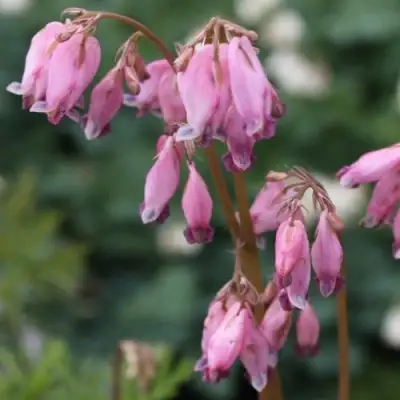 Дицентра изящная в Могилёве
