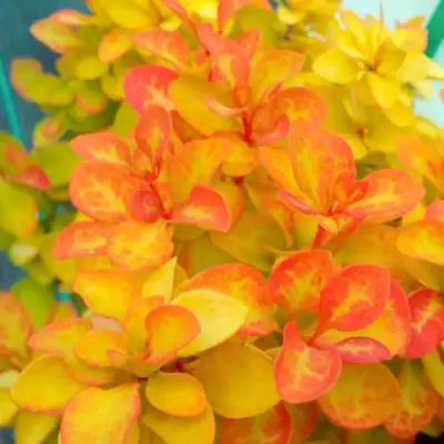 Барбарис САММЕР САНСЕТ тунберга в Могилёве