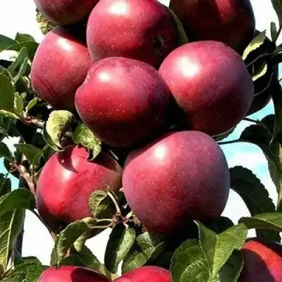 Яблоня СОЗВЕЗДИЕ колонновидная в Могилёве