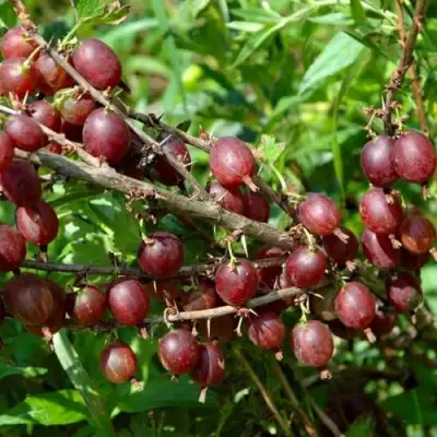 Крыжовник ОЛАВИ (ХИННОНМАЕН ПУНАЙНЕН) в Могилёве