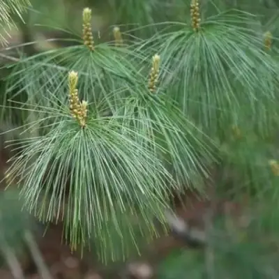 Сосна АРМАНДИ в Могилёве
