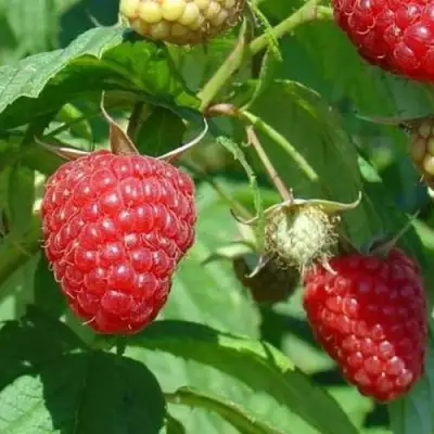 Малина ТАДМОР в Могилёве