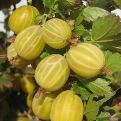 Крыжовник ЯРОВОЙ в Могилёве