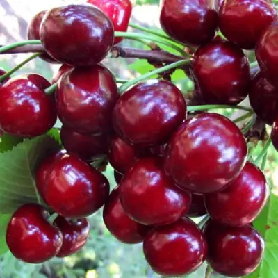 Вишня ЖУКОВСКАЯ в Могилёве