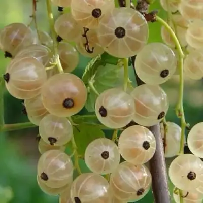 Смородина белая СМОЛЬЯНИНОВСКАЯ в Могилёве