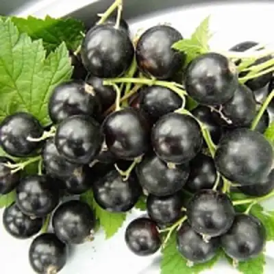 Смородина чёрная ТИТАНИЯ в Могилёве