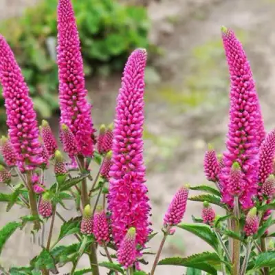 Вероника ФЕРСТ ЛАВ длиннолистная в Могилёве