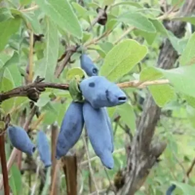 Жимолость съедобная ПУШКИНСКАЯ в Могилёве