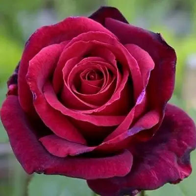 Роза ПАПА МЕЙЯН чайно-гибридная в Могилёве