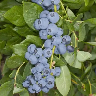 Голубика ЛИБЕРТИ в Могилёве