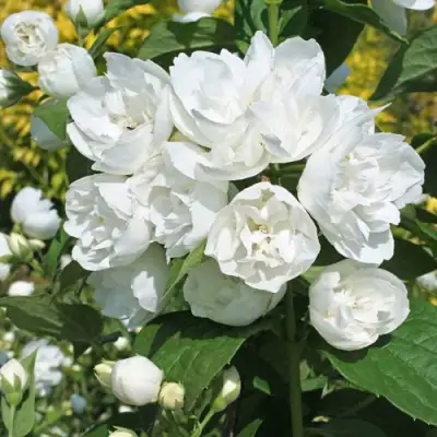 Жасмин махровый в Могилёве