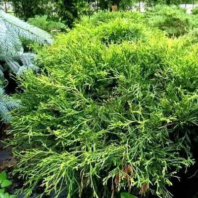 Кипарисовик ФИЛИФЕРА АУРЕА ВАРИЕГАТТА горохоплодный в Могилёве