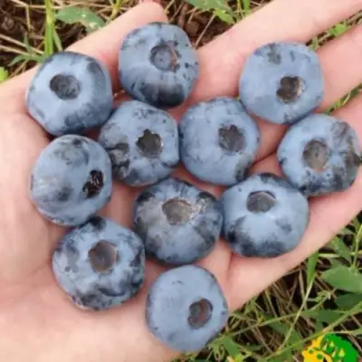 Голубика ЧАНДЛЕР в Могилёве