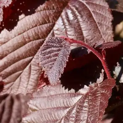 Фундук СИРЕНА в Могилёве