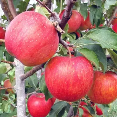 Яблоня ЖЕНЕВА (ЖЕНЕВА ЭРЛИ) в Могилёве