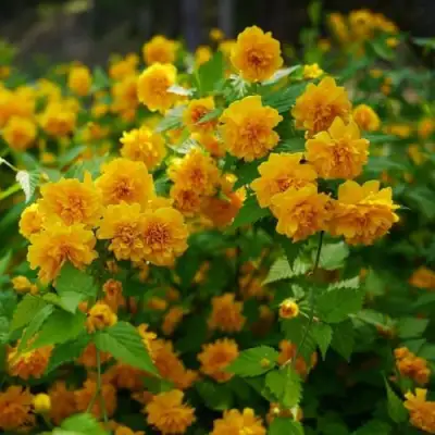 Керрия японская ПЛЕНИФЛОРА в Могилёве