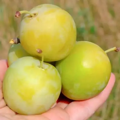 Слива РЕНКЛОД ранний в Могилёве