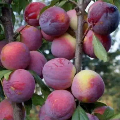 Слива ИМПЕРИАЛ колонновидная в Могилёве