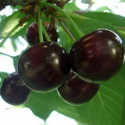 Дюк КСЕНИЯ (ЧЕРЕВИШНЯ) в Могилёве