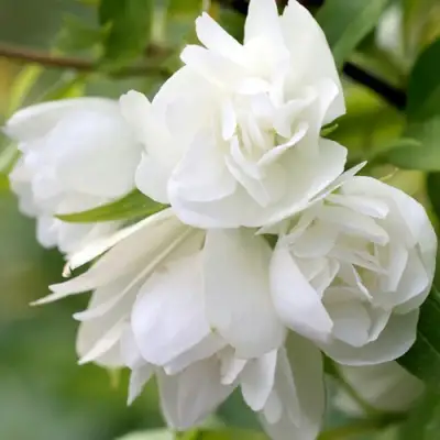 Жасмин МАНТО Д’ЭРМИН в Могилёве