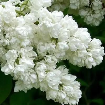 Сирень ПАМЯТЬ О КОЛЕСНИКОВЕ в Могилёве