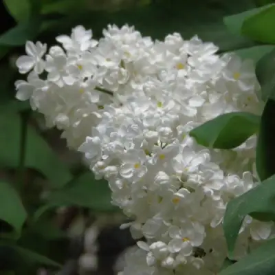 Сирень РУССКИЙ СЕВЕР в Могилёве