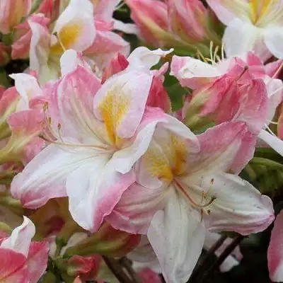 Азалия САТОМИ японская в Могилёве