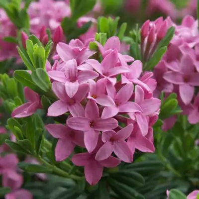 Волчеягодник КОЛЛИНА ГАРАЛЕНС в Могилёве