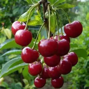 Дюк ФАКЕЛ в Могилёве