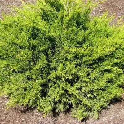 Можжевельник ИЗАБЕЛИН китайский в Могилёве