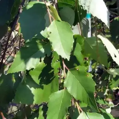 Береза САММЕР КАСКАД черная в Могилёве