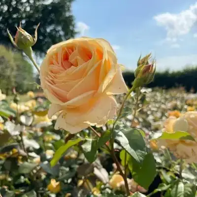 Роза КЕНДЛАЙТ чайно-гибридная в Могилёве