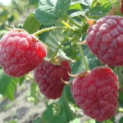 Малина БРУСИЛОВСКАЯ в Могилёве