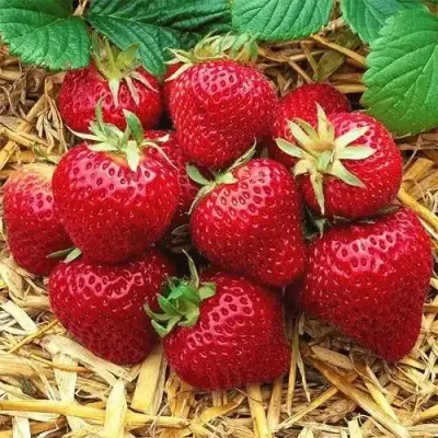 Клубника ХОНЕЙ в Могилёве