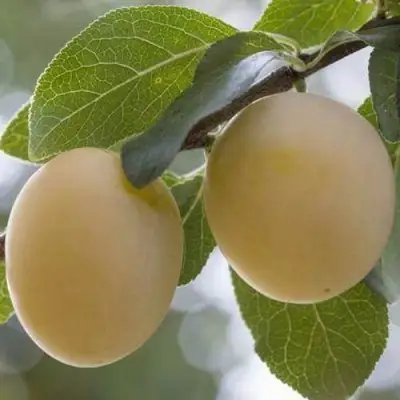 Слива УТРО в Могилёве