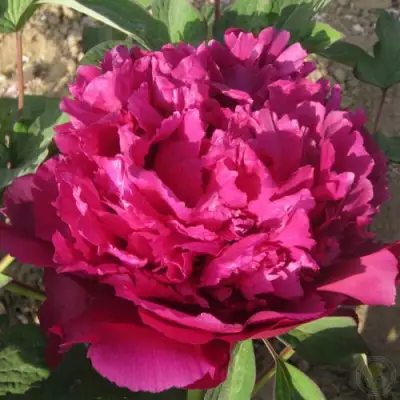 Пион ТАЙНАЯ СТРАСТЬ древовидный в Могилёве