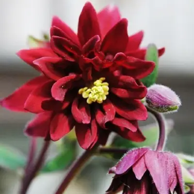 Аквилегия РУБИ ПОРТ обыкновенная в Могилёве