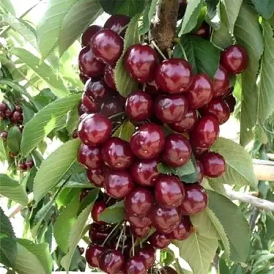 Черешня СИЛЬВИЯ колоновидная в Могилёве