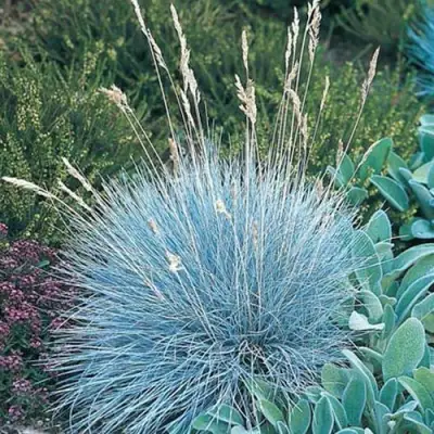 Овсяница АЙСФОГЕЛЬ сизая в Могилёве