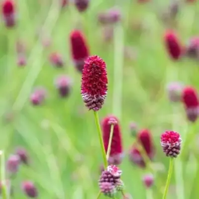 Кровохлебка БИТЛВИНГЗ в Могилёве