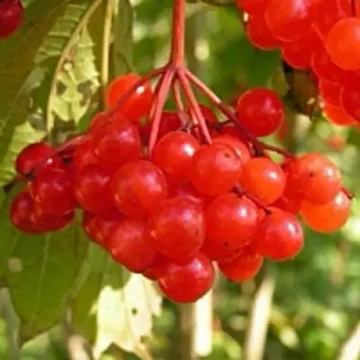 Калина ПАМЯТИ ВАЛЕНТИНЫ в Могилёве