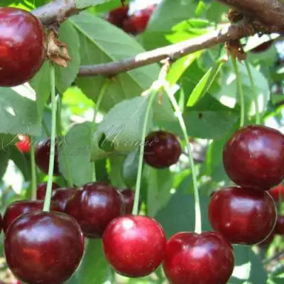 Дюк ИВАНОВНА в Могилёве