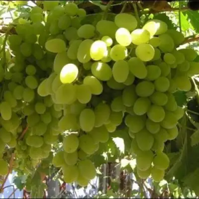 Виноград ИЛЬЯ  в Могилёве