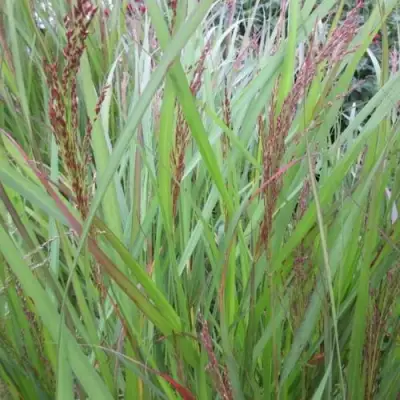 Просо ВЭРРИОР прутьевидное в Могилёве